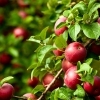 2024 Fruit Tree List